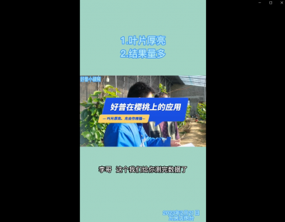葉片厚亮、結(jié)果量多：瓦房店炮臺鎮(zhèn) （2023.2.21）