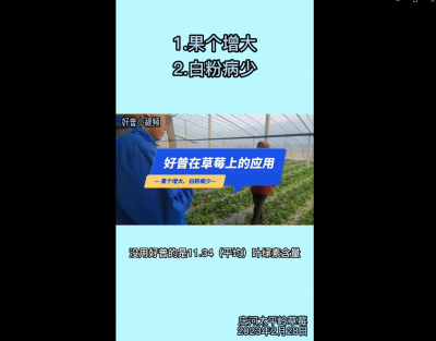 果個增大、白粉病少：莊河太平嶺（2023.2.28）