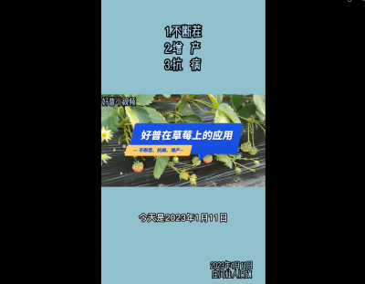 不斷茬、增產(chǎn)、抗?。和叻康晗扇硕矗?023.1.11）