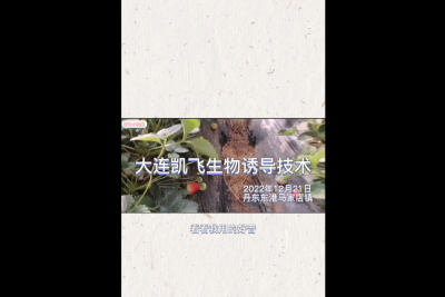 不斷茬、果沉、病害輕：東港市馬家店鎮(zhèn) （2022.12.21）