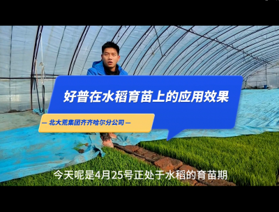 促進(jìn)根系生長、提高葉片功能、保證葉齡處于正常狀態(tài)：齊齊哈爾（2023.4.25）