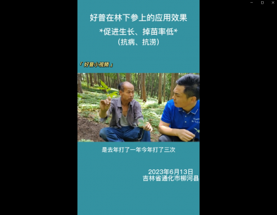 促進(jìn)生長(zhǎng)、掉苗率低:通化市柳河縣(2023.6.13）