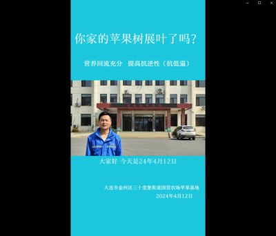 提高抗逆性、營養(yǎng)回流：大連市金州區(qū)三十里堡街道（2024.4.12）